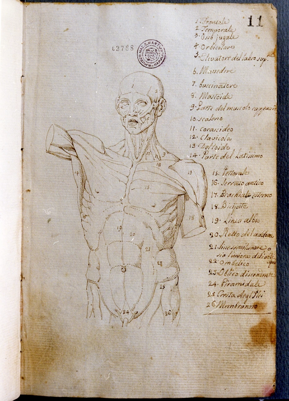 Studio di anatomia del corpo umano - Certosa di san Martino, Napoli